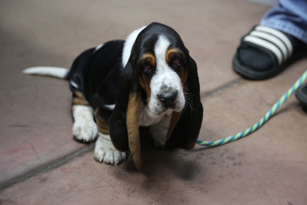 Philadelphia Bloodhound