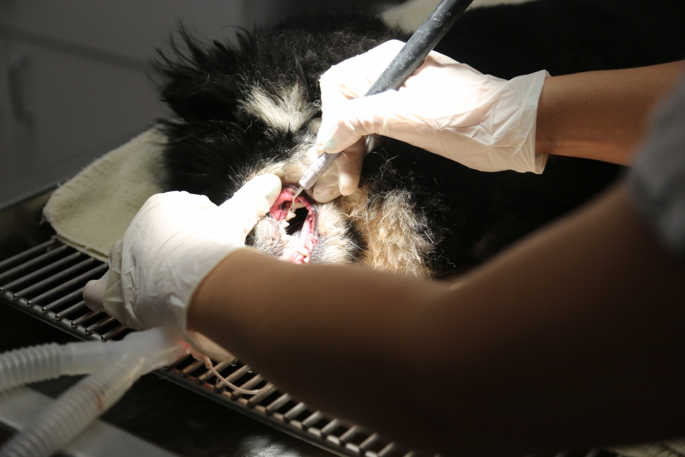 Dental Procedure on Dog in Philly