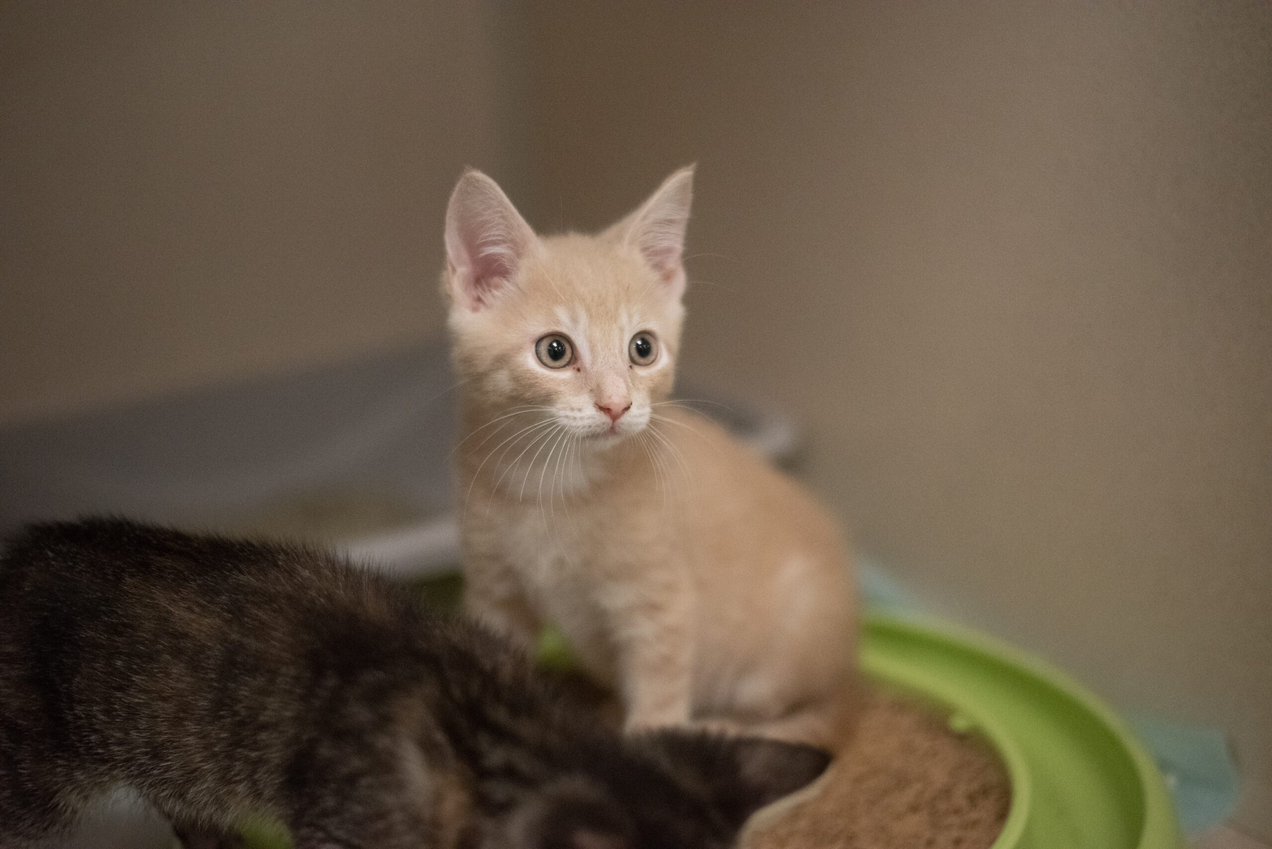 kitten at philadelphia animal hospital